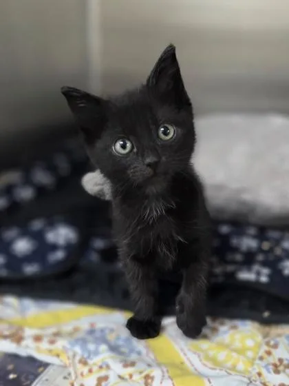 A baby small-sized male Domestic Short Hair cat named George Lopez for adoption in Westland, MI