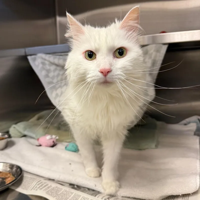 A senior medium-sized male White Domestic Short Hair cat named Murphy for adoption in Pittsburgh, PA