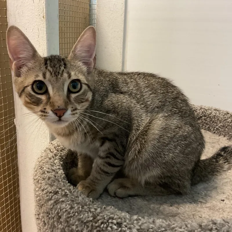 A baby medium-sized male Gray / Blue / Silver Domestic Short Hair cat named Herbie for adoption in Monroe, LA