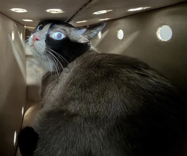 An adult medium-sized male Snowshoe cat named A for adoption in West Valley City, UT