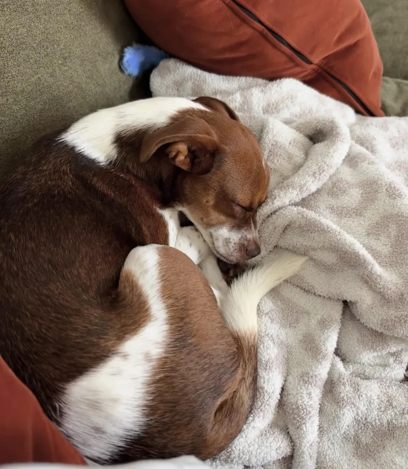 A young small-sized female Chihuahua dog named Remy for adoption in Pasadena, CA