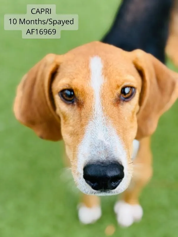 An adult medium-sized female Treeing Walker Coonhound dog named Capri for adoption in Supply, NC