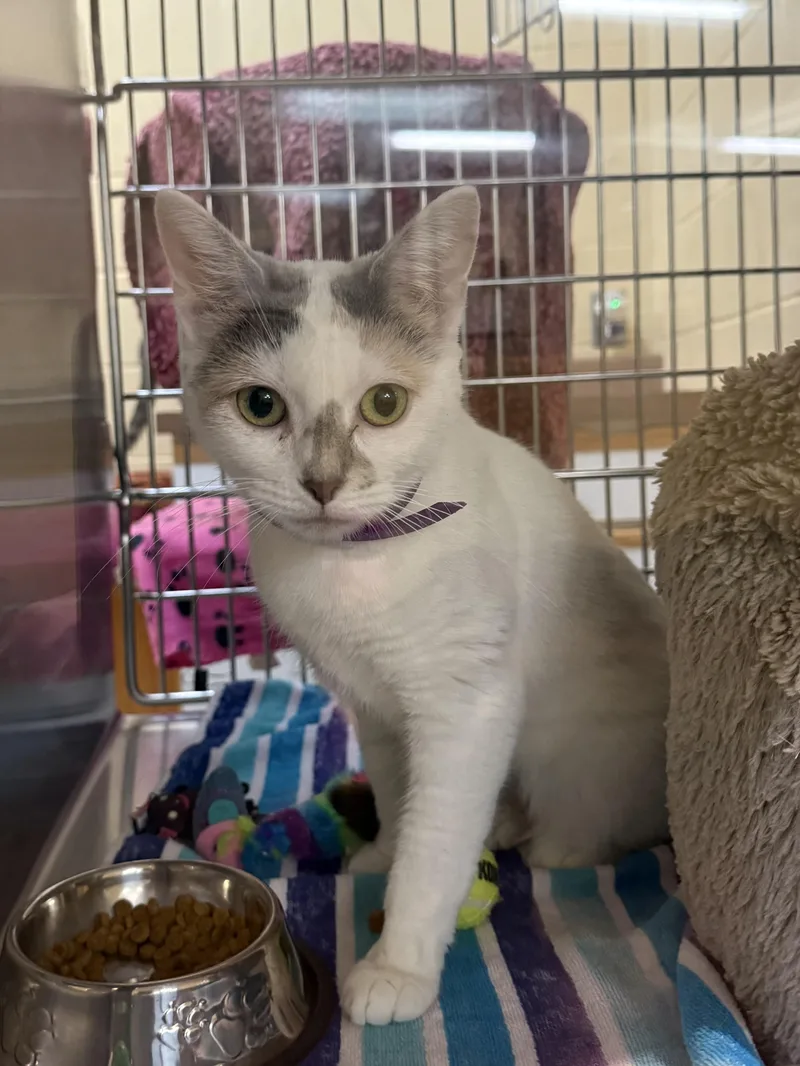 An adult medium-sized female Domestic Short Hair cat named Danni for adoption in Brownsville, VT