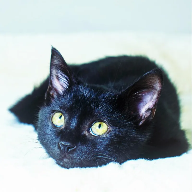 An adult large-sized male Black Domestic Short Hair cat named Milo for adoption in Durham, NC