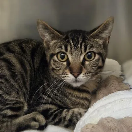 A baby small-sized male Domestic Short Hair cat named KerPlunk for adoption in Westland, MI