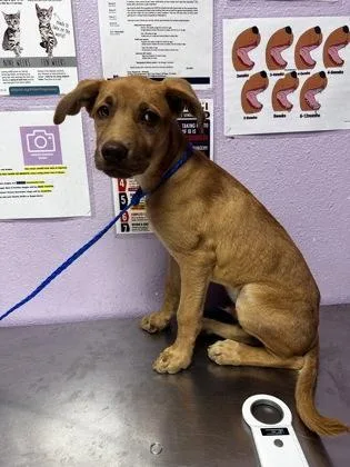 A baby medium-sized male Mixed Breed dog named 61640428 for adoption in El Paso, TX