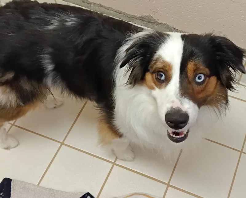 An adult medium-sized male Tricolor (Brown, Black, & White) Australian Shepherd dog named Alice for adoption in Upper Sandusky, OH