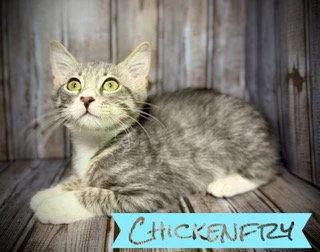 A young medium-sized male Tabby cat named Chickenfry for adoption in Pleasanton, TX