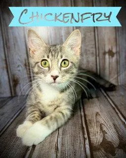 Chickenfry thumbnail 3