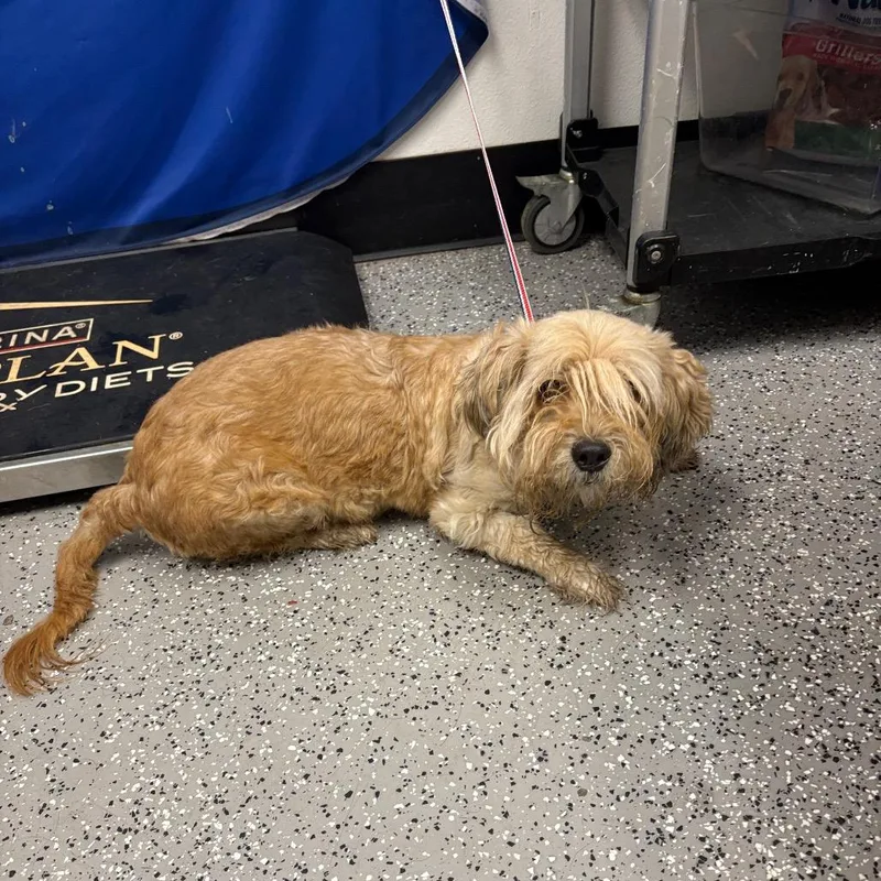 A senior small-sized female Yellow / Tan / Blond / Fawn Poodle dog named Penelope for adoption in Henderson, NV