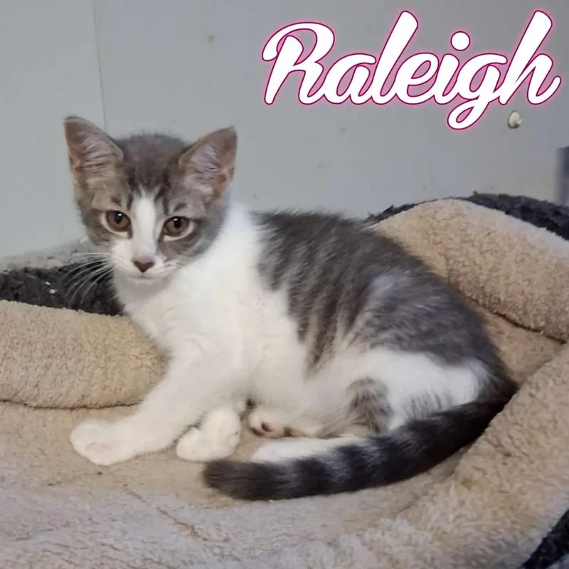 A baby small-sized female Domestic Short Hair cat named Raleigh for adoption in Hillsboro, OH
