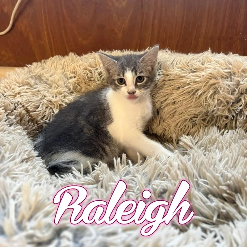 Raleigh thumbnail 2