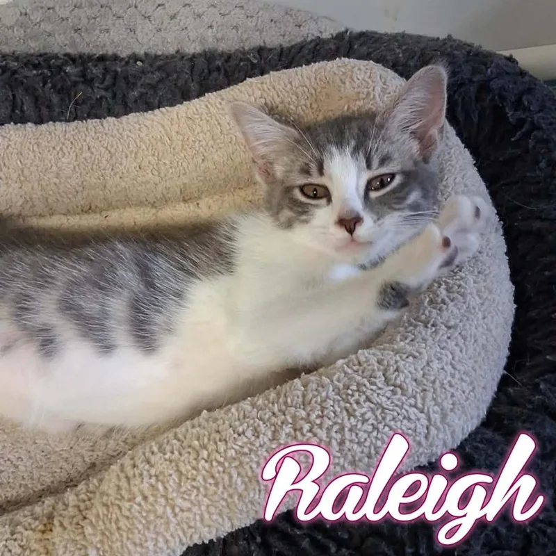 Raleigh thumbnail 3