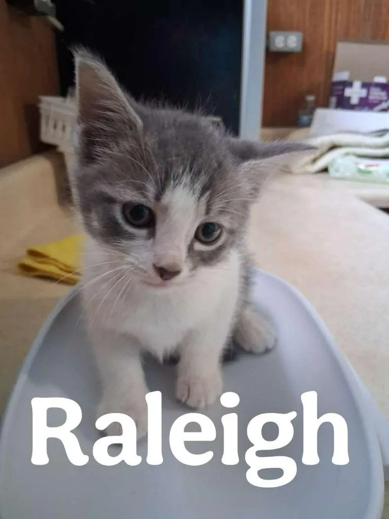 Raleigh thumbnail 4
