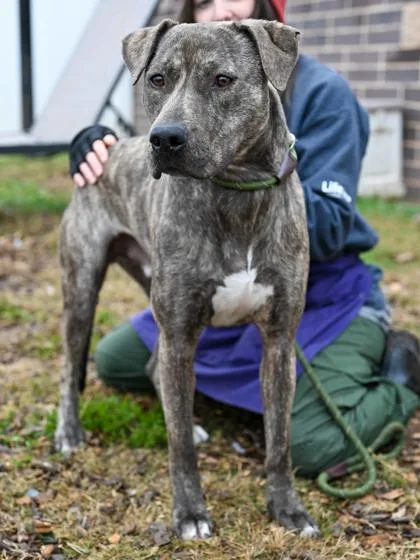 An adult large-sized male Mixed Breed dog named Ninety for adoption in Chamblee, GA