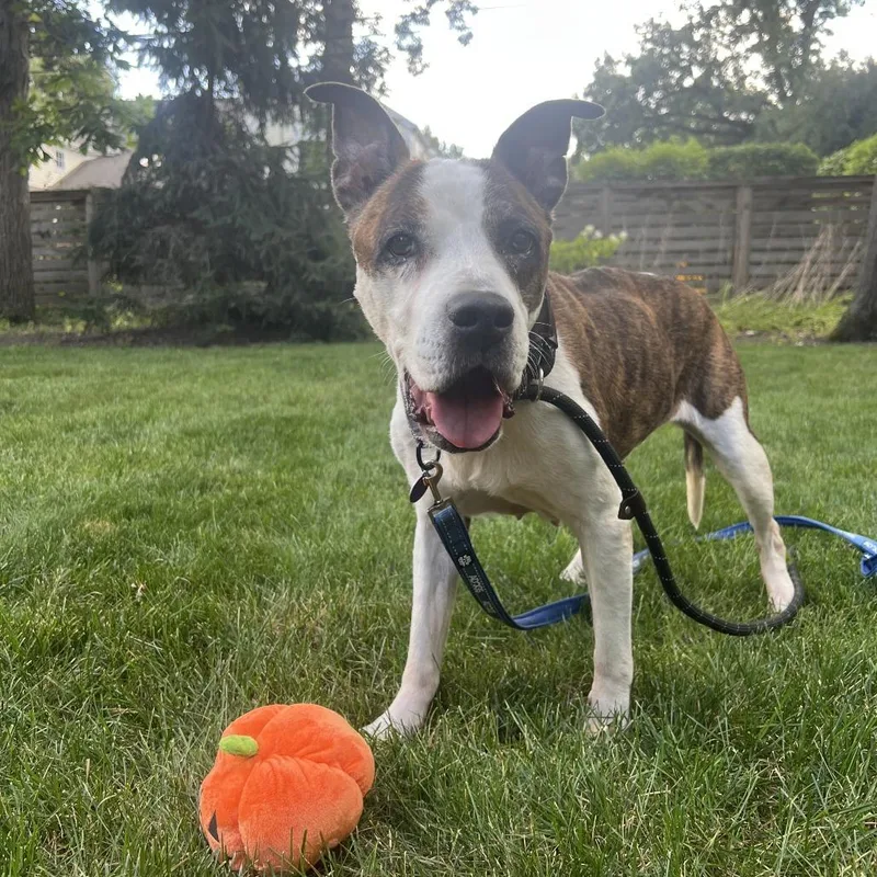 Princess thumbnail 4