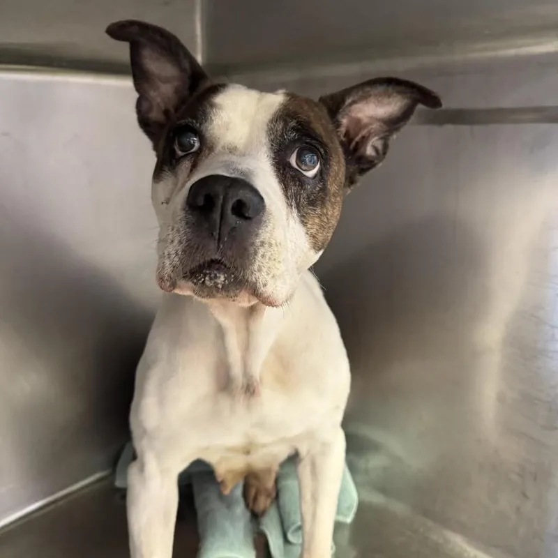 Princess thumbnail 5