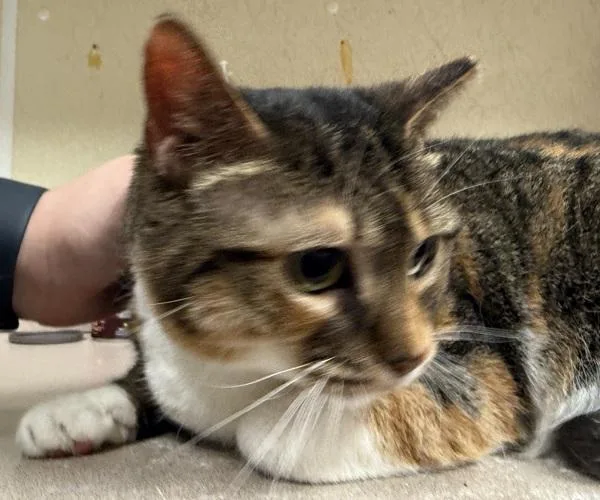 An adult small-sized female Domestic Short Hair cat named New Moon for adoption in Salisbury, MD