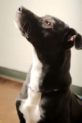 An adult large-sized male Mixed Breed dog named Clarence for adoption in Cincinnati, OH