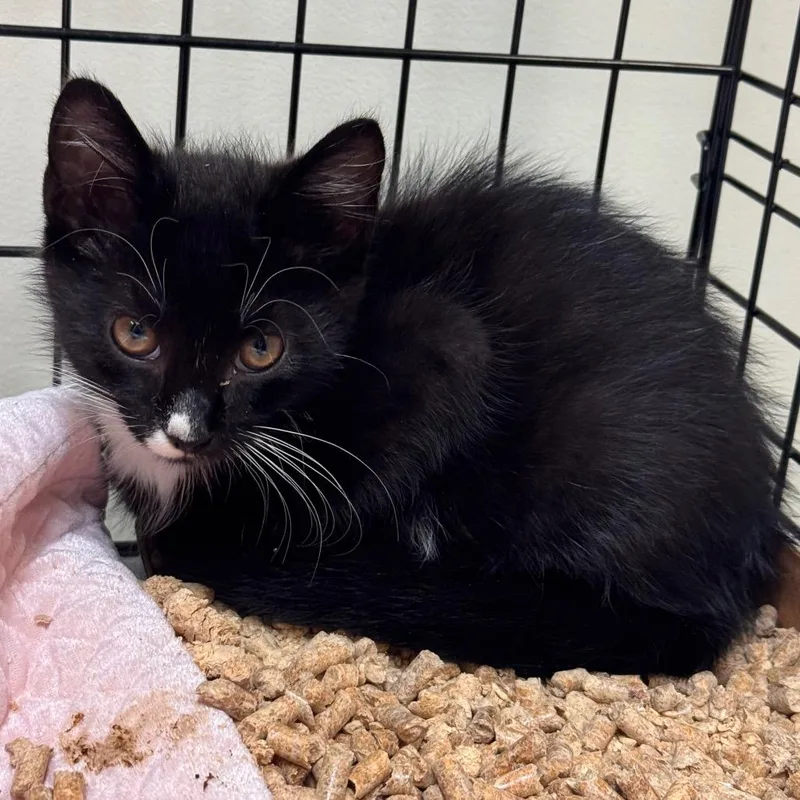 A baby small-sized male Black Domestic Short Hair cat named Templeton for adoption in Lynchburg, VA