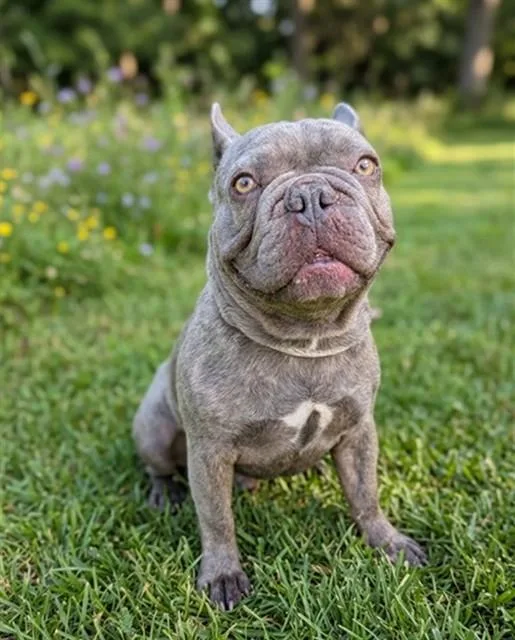 An adult medium-sized male French Bulldog dog named Stitch for adoption in Baldwin Park, CA