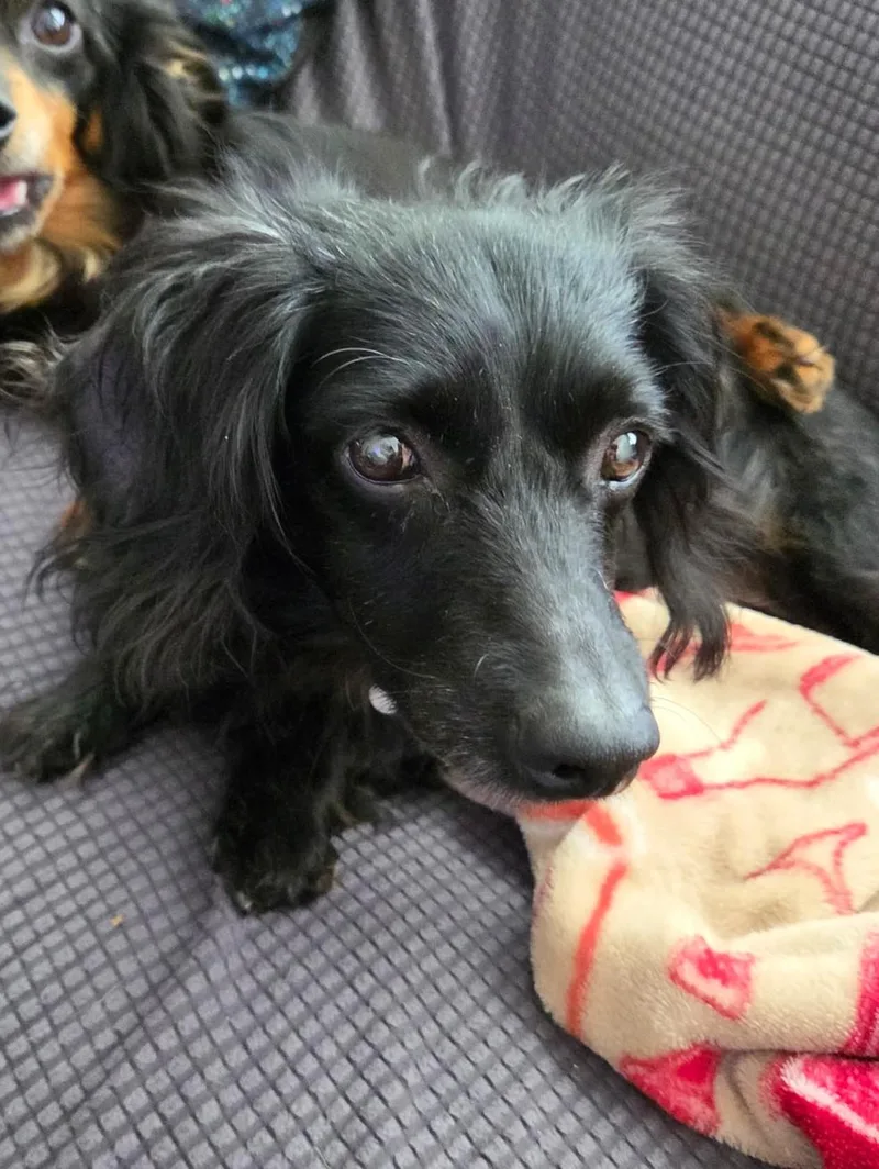 A senior small-sized male Dachshund (Long Haired) dog named Little Man for adoption in Palatine, IL