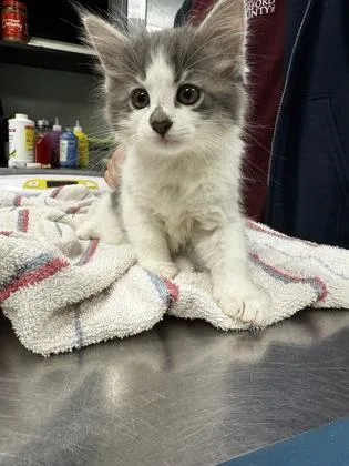 A baby small-sized female Domestic Short Hair cat named Veda for adoption in Fallston, MD
