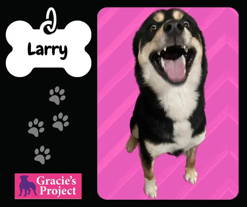 An adult medium-sized male Cattle Dog dog named Larry for adoption in Canyon, TX
