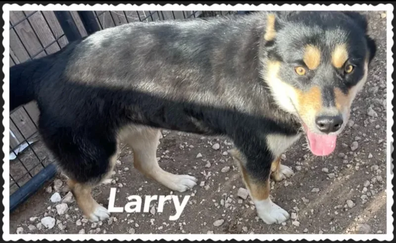 Larry thumbnail 2
