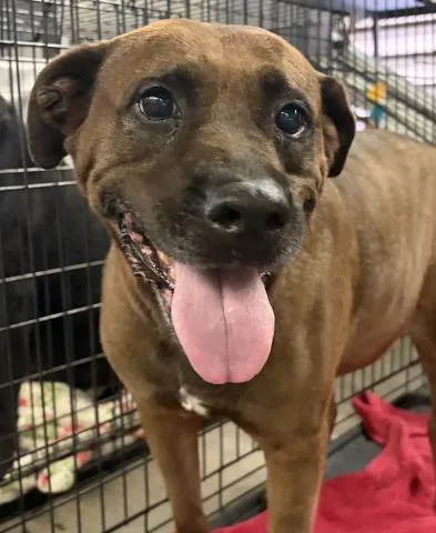 An adult medium-sized female Mixed Breed dog named Maddie Faye for adoption in Pensacola, FL