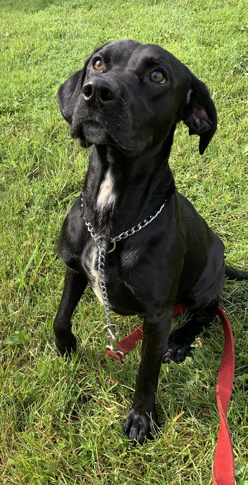 Cooper