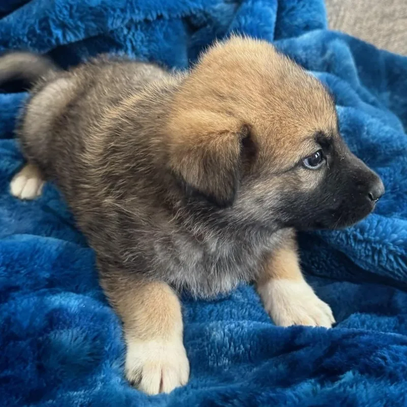 A baby extra large-sized male Sable Shepherd dog named Colton for adoption in North Freedom, WI