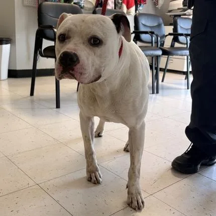 An adult medium-sized male White / Cream Mixed Breed dog named Nordic Rider for adoption in Davenport, IA