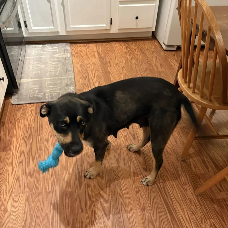 An adult medium-sized female Black Mixed Breed dog named May for adoption in Buffalo, MN