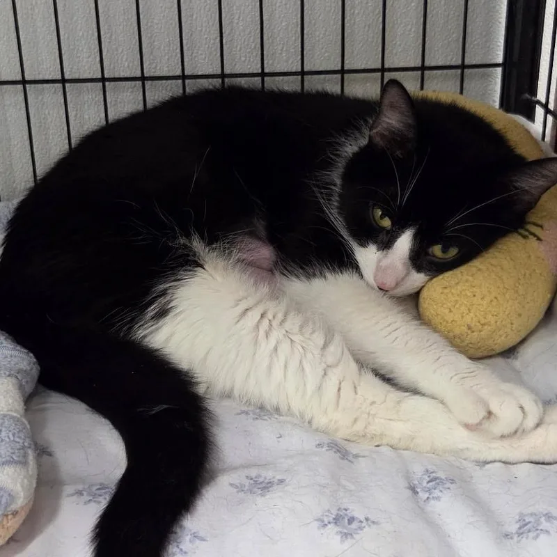 An adult small-sized female Tuxedo cat named Maggie for adoption in Grosse Ile, MI