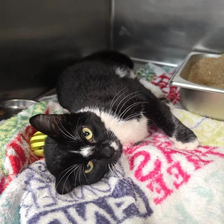 A young small-sized male Black Domestic Short Hair cat named Binx for adoption in Eagle Mountain, UT