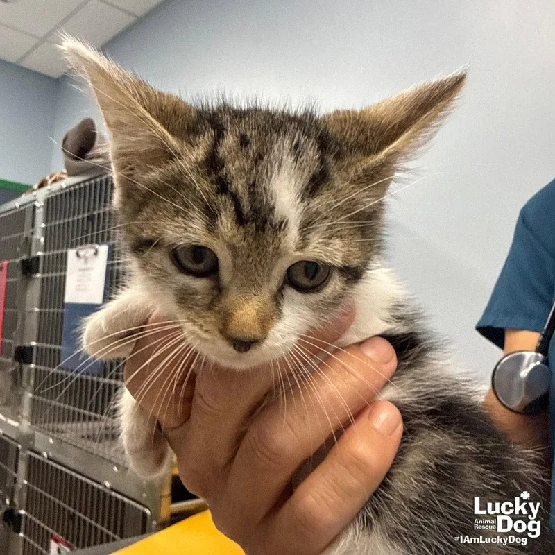 A baby medium-sized male Domestic Short Hair cat named Vance for adoption in Washington, DC