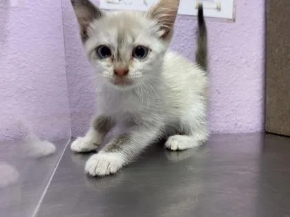 A baby small-sized female White Domestic Short Hair cat named 61032374 for adoption in El Paso, TX