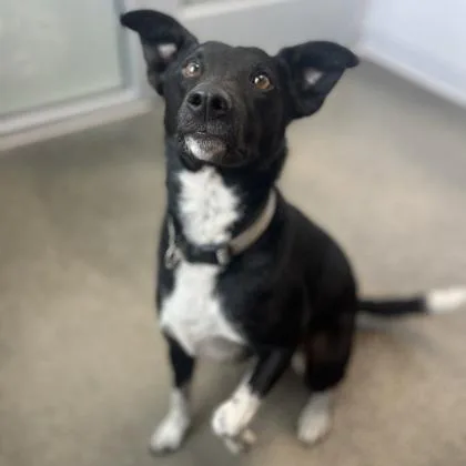 Bella