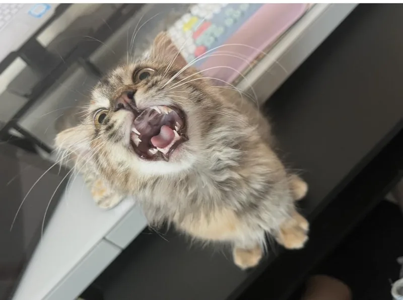 Sarabi Simba