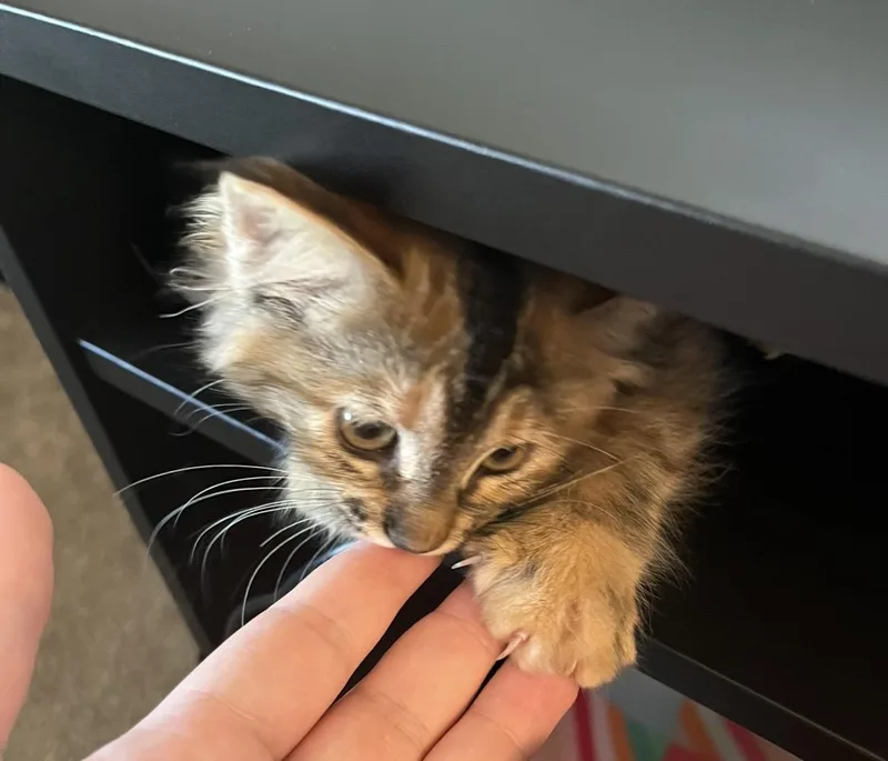 Sarabi Simba thumbnail 3