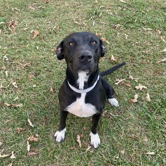 Maine Coon thumbnail 2