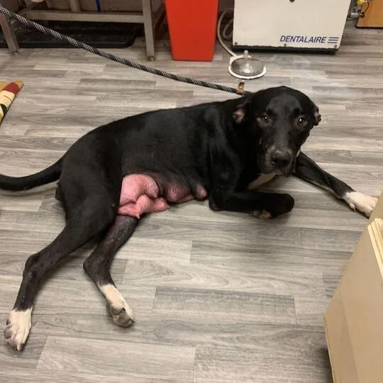 Maine Coon thumbnail 3