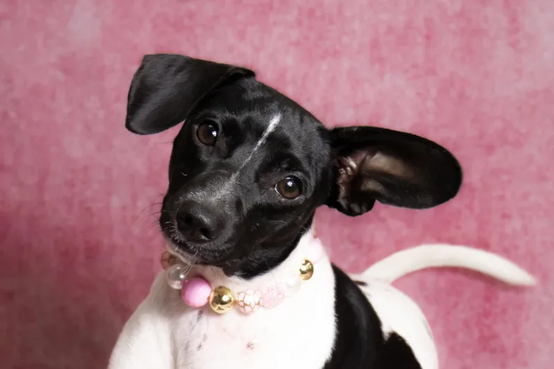 Zoey  lbs. thumbnail 4