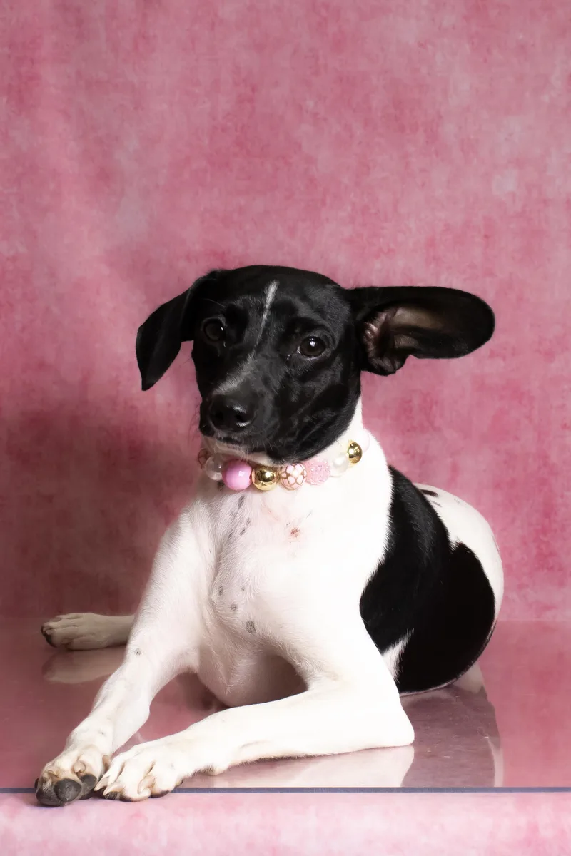 Zoey  lbs. thumbnail 6