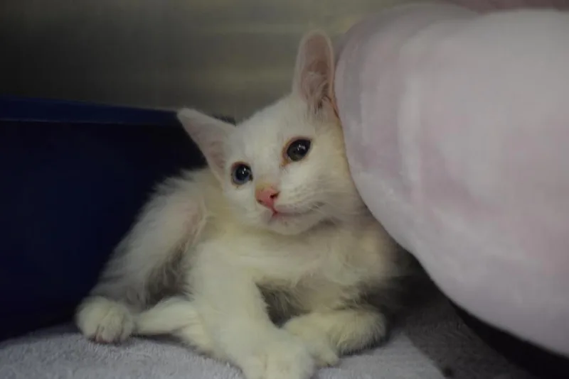 A baby medium-sized female Domestic Short Hair cat named Ghost for adoption in Pahrump, NV