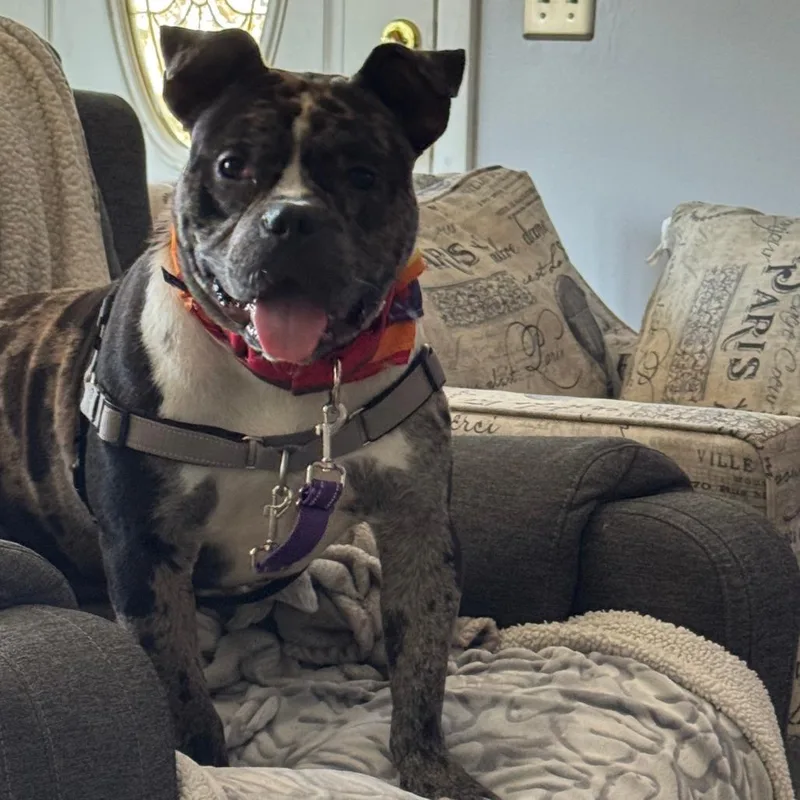 An adult large-sized male Brown / Chocolate Mixed Breed dog named Ryatt for adoption in Dover, NH