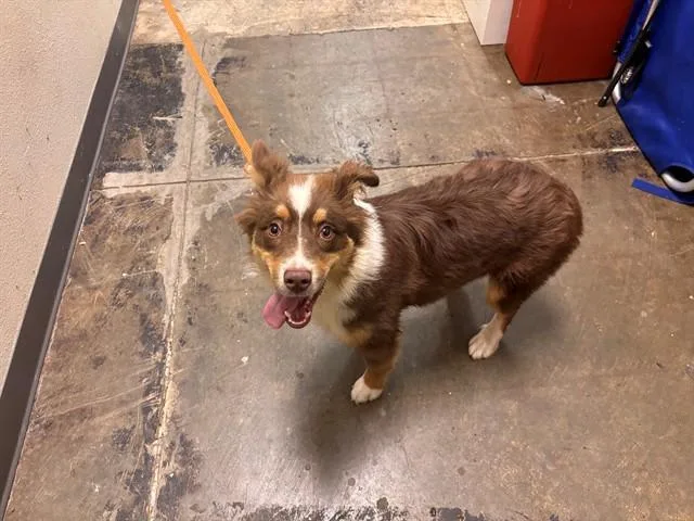 A young medium-sized female Australian Shepherd dog named Moxie for adoption in Ontario, CA