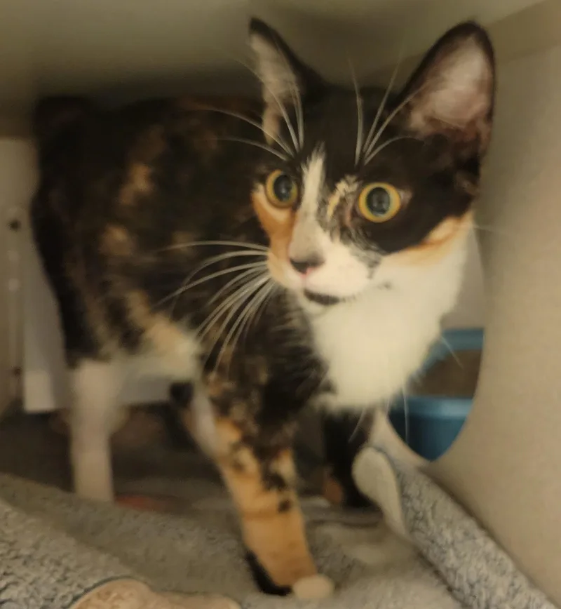 An adult medium-sized female Calico Domestic Short Hair cat named Mulberry for adoption in Mason City, IA