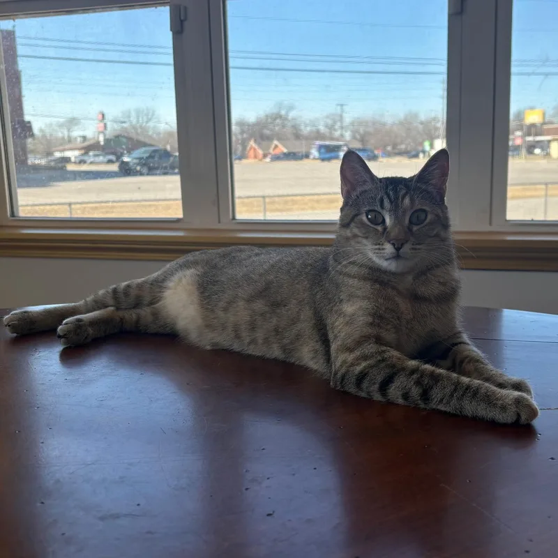 Bella • Sweet Young thumbnail 2